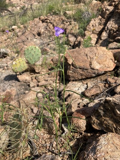 Tradescantia pinetorum, photographed by Cecelia Alexander