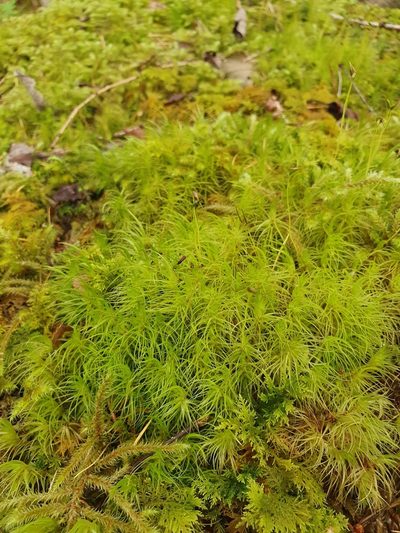 Dicranum majus, photographed by Jonathan Hughes