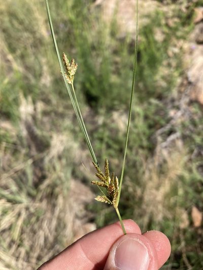 Cyperus sphaerolepis, photographed by Cecelia Alexander