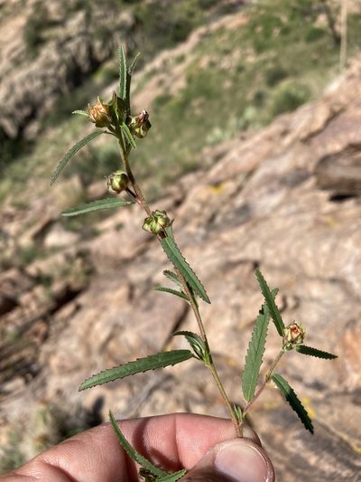 Sida neomexicana, photographed by Cecelia Alexander