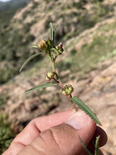 Sida neomexicana, photographed by Cecelia Alexander