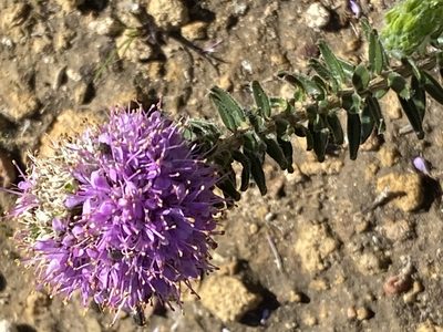 Agathosma serpyllacea, photographed by Christina