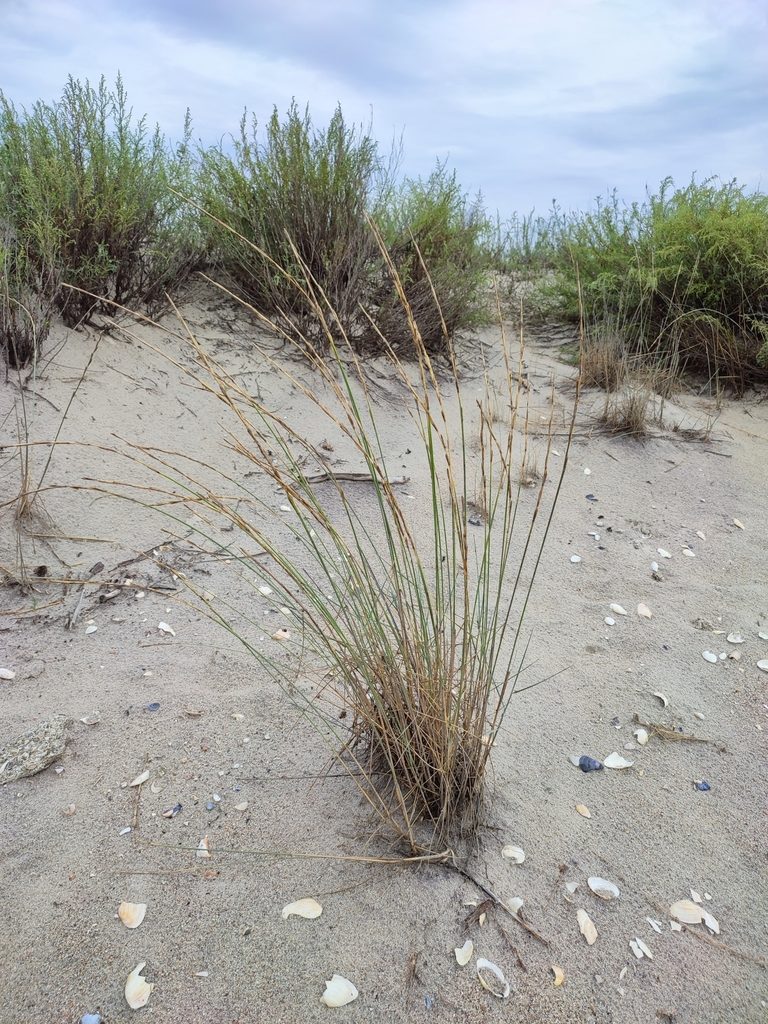 Thinopyrum bessarabicum, photographed by Igor Balashov