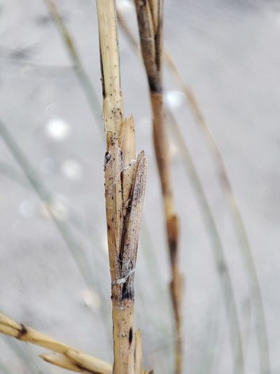 Thinopyrum bessarabicum, photographed by Igor Balashov