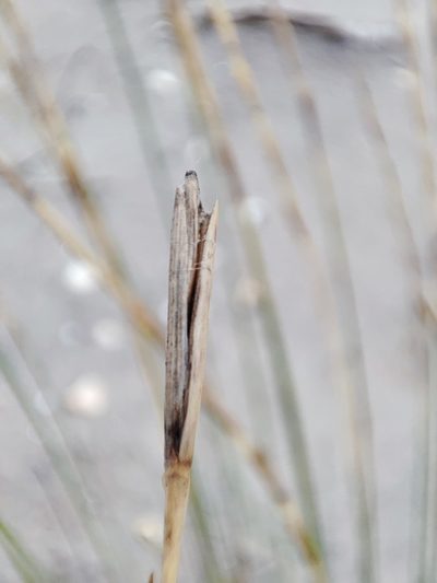 Thinopyrum bessarabicum, photographed by Igor Balashov