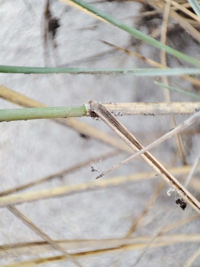 Thinopyrum bessarabicum, photographed by Igor Balashov