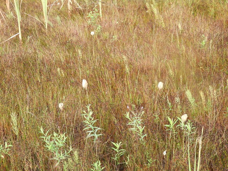 Eriophorum chamissonis, photographed by Randal