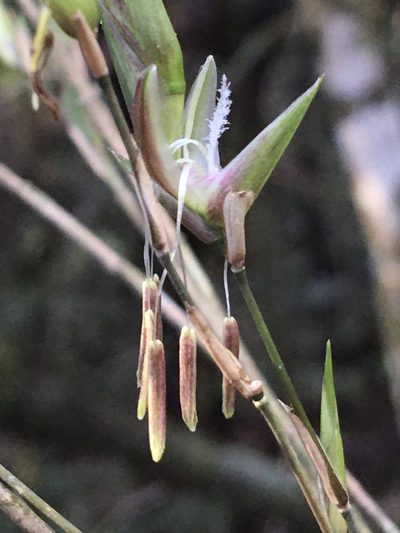 Guadua trinii, photographed by B. Phalan