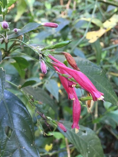 Ruellia angustiflora, photographed by B. Phalan