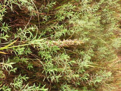 Platanthera dilatata, photographed by Randal