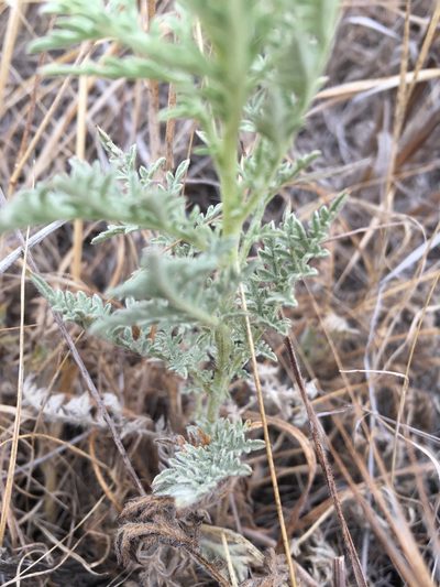 Ambrosia pumila, photographed by kclarksdnhmorg