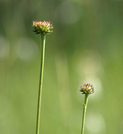 Balduina uniflora, photographed by Lauren McLaurin