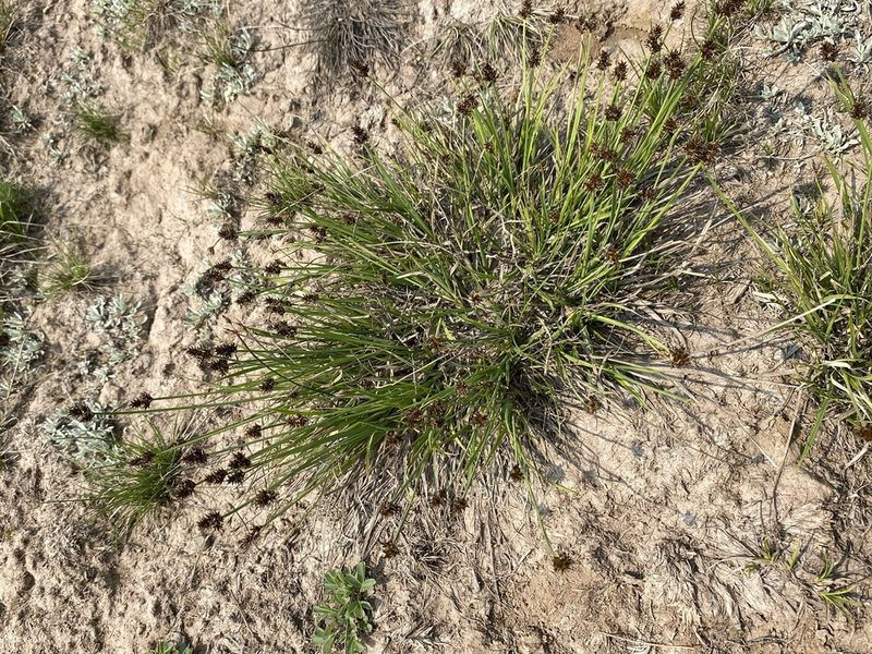 Carex illota, photographed by Matt Berger