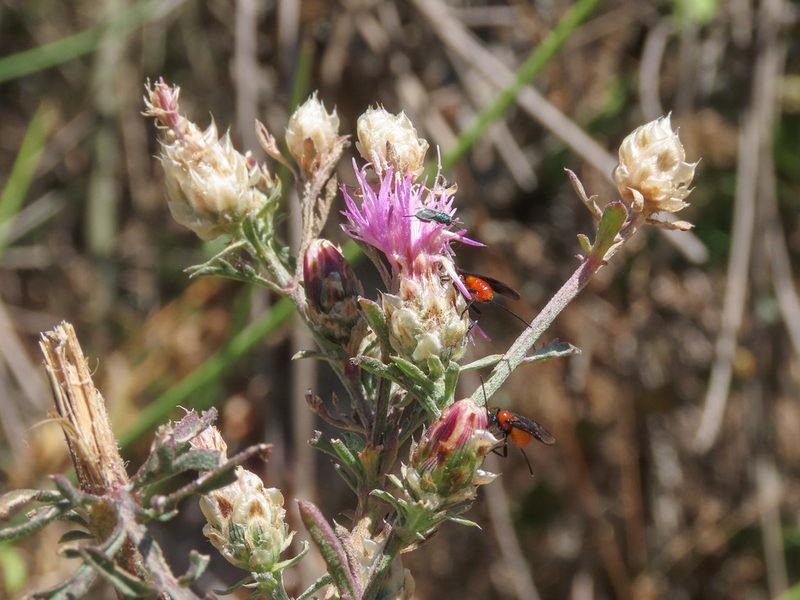 Centaurea deusta, photographed by Emanuele Santarelli