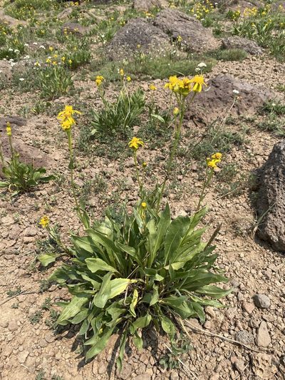 Senecio crassulus, photographed by Matt Berger