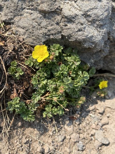 Potentilla brevifolia, photographed by Matt Berger