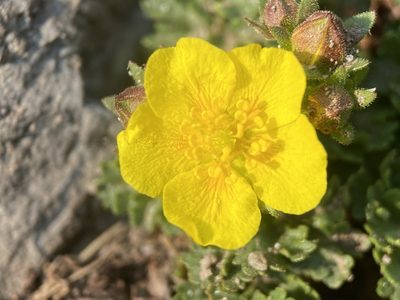 Potentilla brevifolia, photographed by Matt Berger