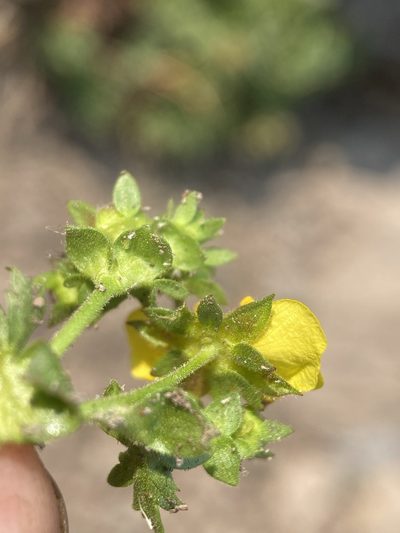 Potentilla brevifolia, photographed by Matt Berger