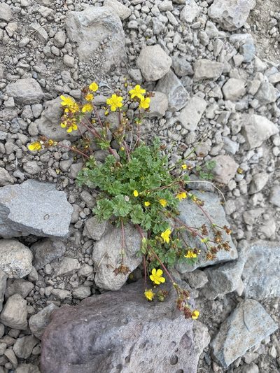 Potentilla brevifolia, photographed by Matt Berger