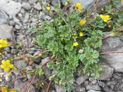 Potentilla brevifolia, photographed by Matt Berger