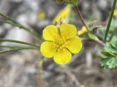 Potentilla brevifolia, photographed by Matt Berger
