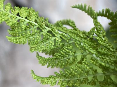 Athyrium americanum, photographed by Matt Berger