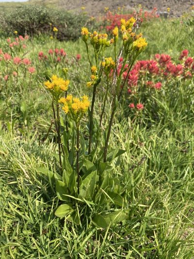 Senecio hydrophiloides, photographed by Matt Berger