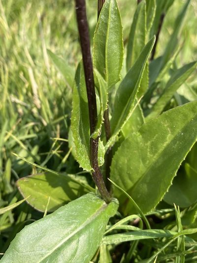 Senecio hydrophiloides, photographed by Matt Berger