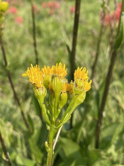 Senecio hydrophiloides, photographed by Matt Berger