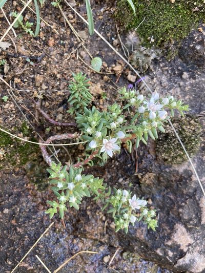 Sedum stelliforme, photographed by Cecelia Alexander