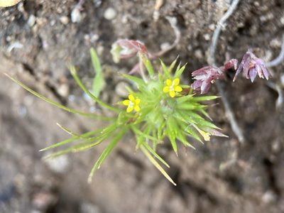 Navarretia breweri, photographed by Matt Berger