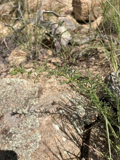Erigeron neomexicanus, photographed by Cecelia Alexander