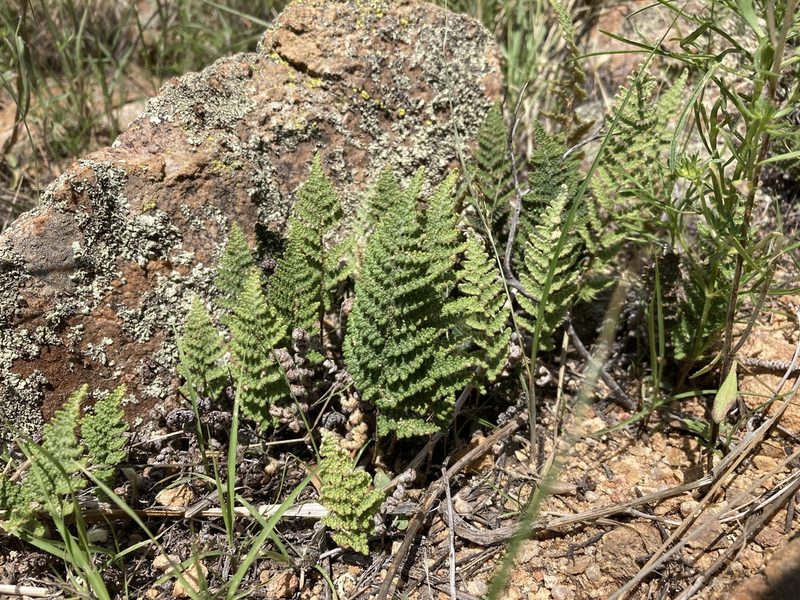 Myriopteris yavapensis, photographed by Cecelia Alexander