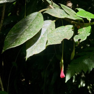 Nematanthus fritschii, photographed by Suzana Ehlin Martins