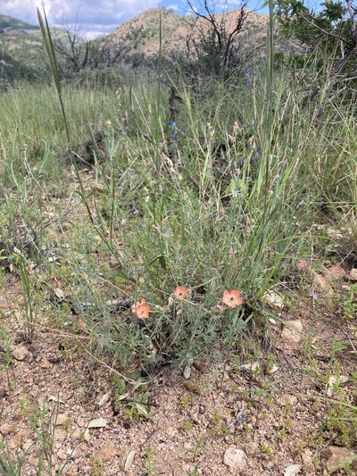 Sphaeralcea digitata, photographed by Cecelia Alexander
