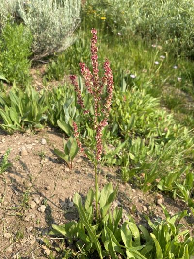 Rumex paucifolius, photographed by Matt Berger