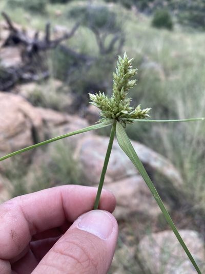 Cyperus fendlerianus, photographed by Cecelia Alexander