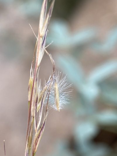 Eriocoma pinetorum, photographed by Matt Berger