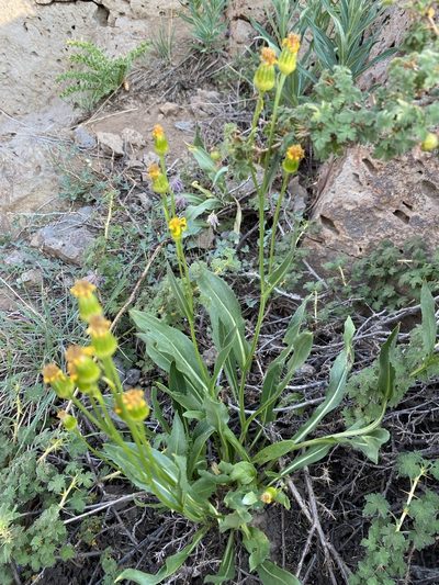 Senecio crassulus, photographed by Matt Berger