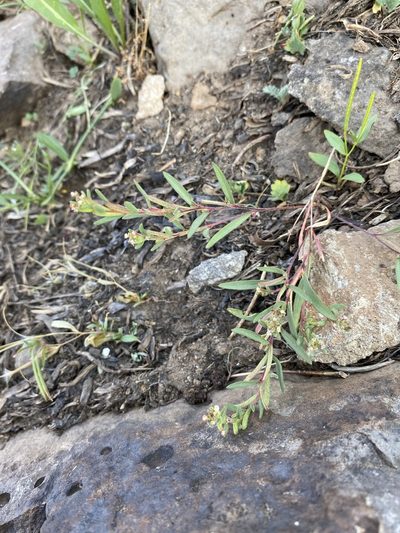 Gayophytum racemosum, photographed by Matt Berger