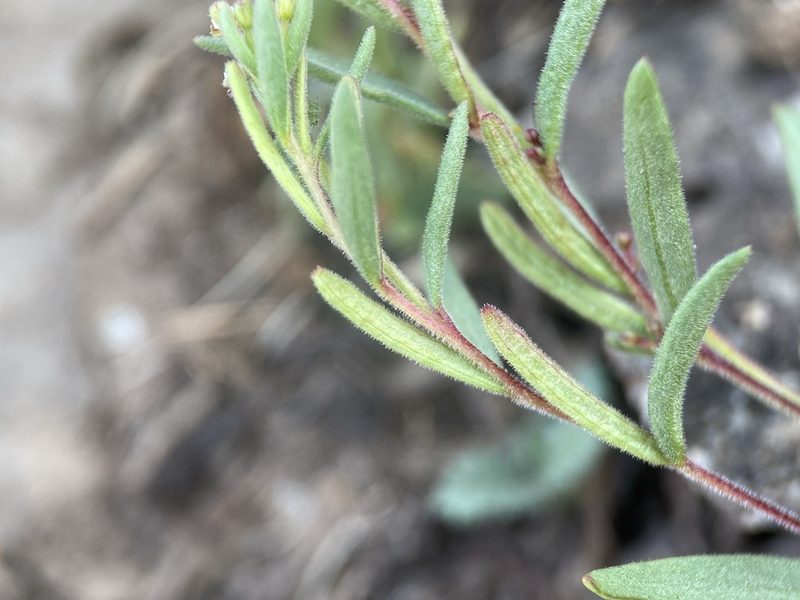 Gayophytum racemosum, photographed by Matt Berger