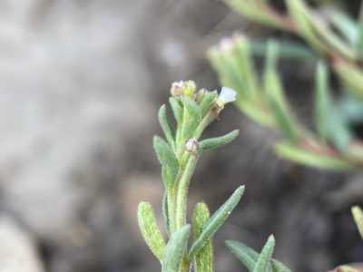 Gayophytum racemosum, photographed by Matt Berger