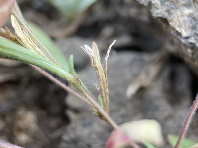 Gayophytum racemosum, photographed by Matt Berger