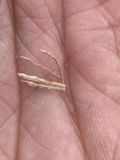 Gayophytum racemosum, photographed by Matt Berger