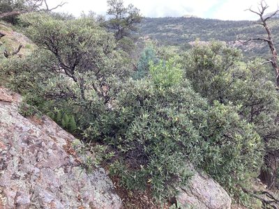 Quercus hypoleucoides, photographed by Cecelia Alexander