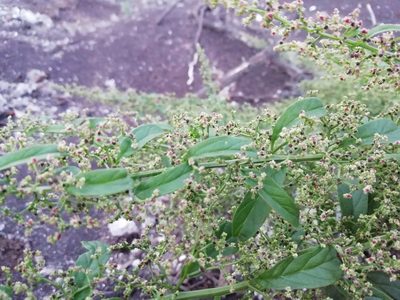 Lipandra polysperma, photographed by Anatoliy Ananin