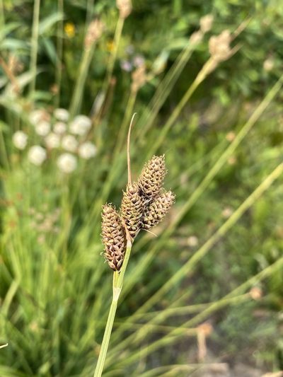 Carex heteroneura, photographed by Matt Berger