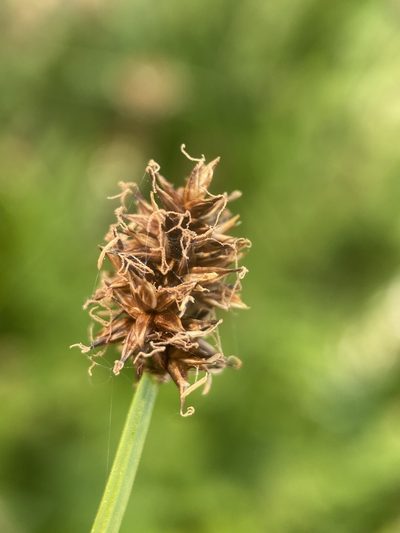 Carex neurophora, photographed by Matt Berger