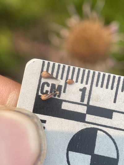 Carex neurophora, photographed by Matt Berger