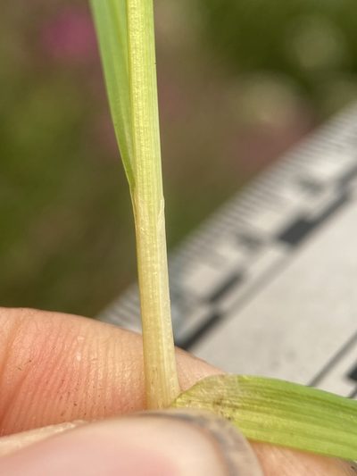 Carex neurophora, photographed by Matt Berger